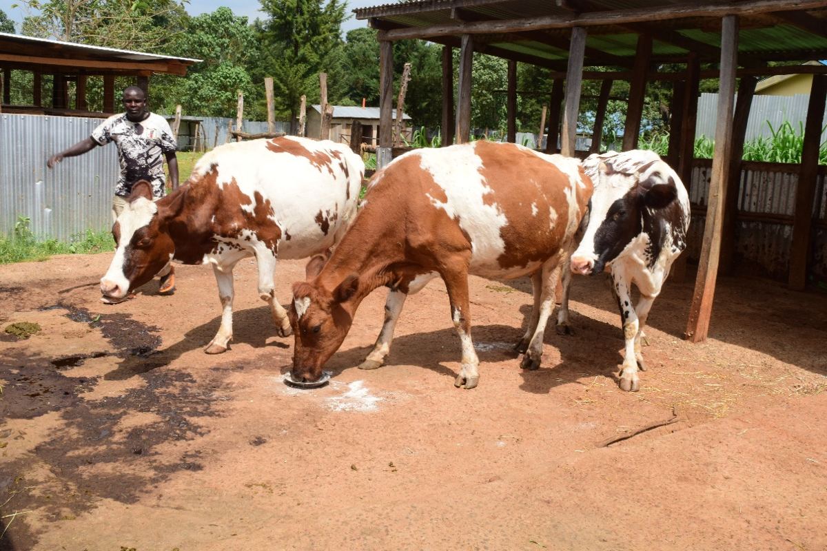 Dairy cows on the school farm