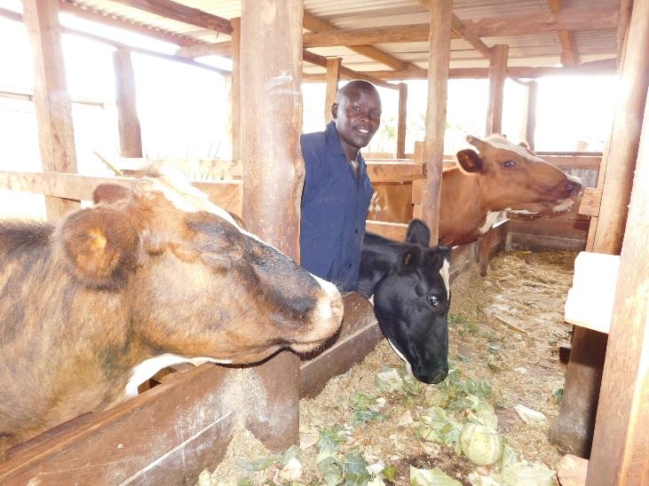 Cattle at the school dairy unit